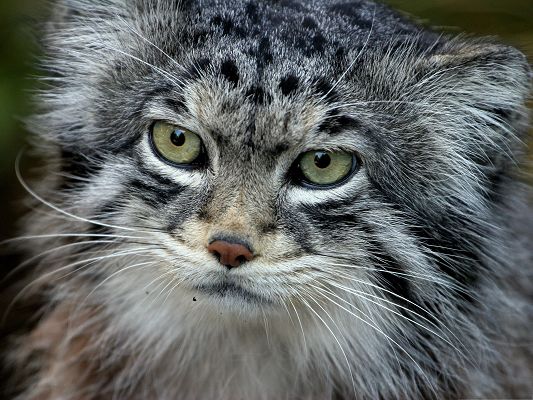 click to free download the wallpaper--Cute Cats Picture, Manul Cat's Portrait, I Know You Prefer Gloomy Look