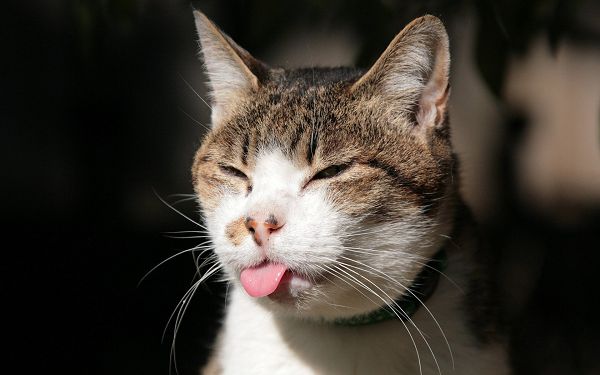 click to free download the wallpaper--Cute City Cats Pic, Kitten Making Faces, Tongue Stretched Out