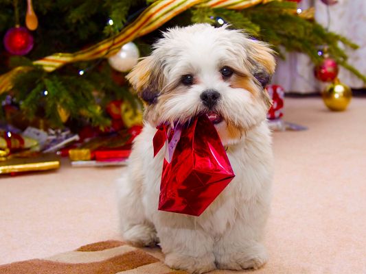Cute Dog Images, Puppy Receiving a Gift on Christmas Day, Open It!