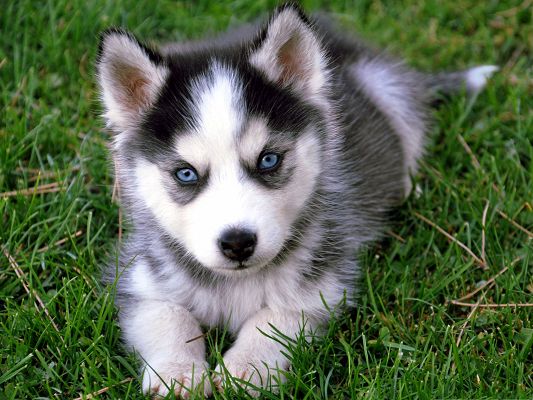 click to free download the wallpaper--Cute Husky Puppy, Lying on Green Grass, Comfortable Look