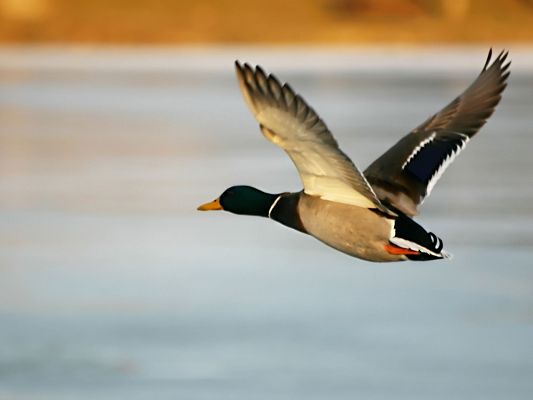 click to free download the wallpaper--Cute Image of Animals, Duck in Flight, Gray Background, Shall Strike a Deep Impression
