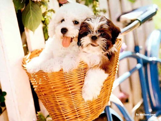 click to free download the wallpaper--Cute Image of Pet Dogs, Precious Friendship Between Puppies, Kept in One Basket