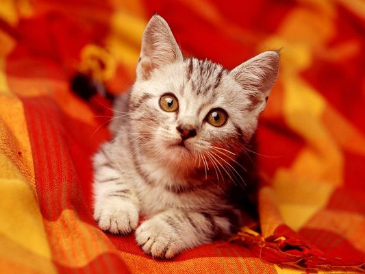 click to free download the wallpaper--Cute Kitten Pic, Kitten in Attentive Eyes, Red Blanket, Impressive in Look