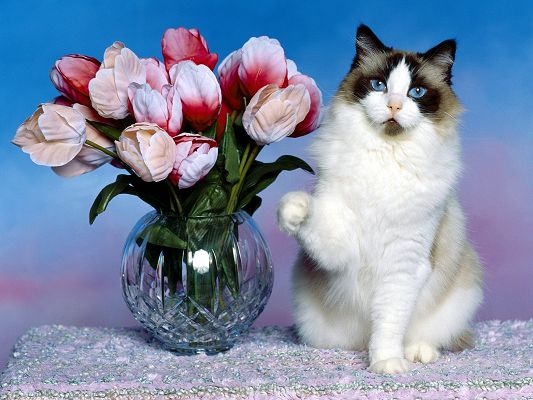 click to free download the wallpaper--Cute Kitten Pic, Kitten's Front Left Paw Stretched Out, Reaching the Red Flowers