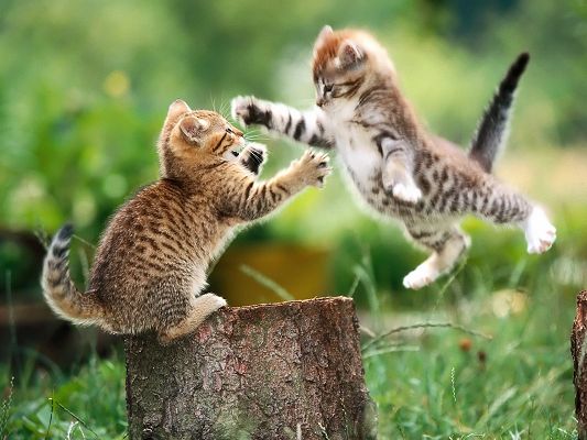 click to free download the wallpaper--Cute Kitten Pic, Two Cats Playing with Each Other, Mind Your Safety