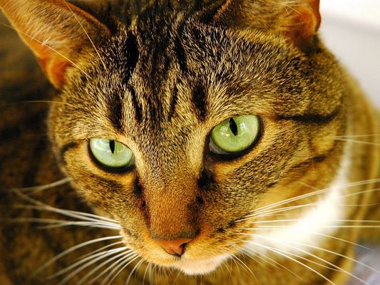 Cute Kitties Pic, the Cat in Green Eyes, Yellow Fur, Great in Look