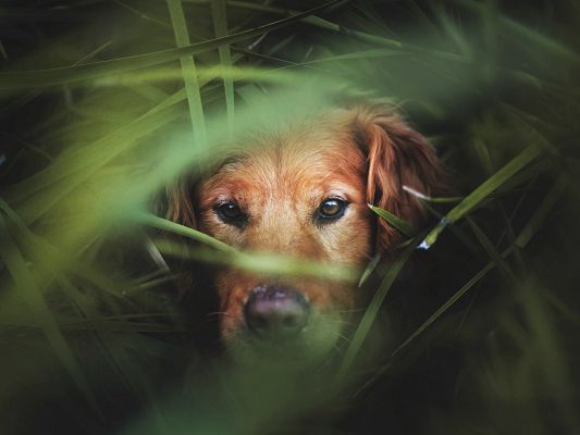 click to free download the wallpaper--Cute Pic of Animals, Dog in Green Grass, Waiting for the Best Timing