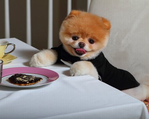 Cute Puppy Image, the Cutest Puppy by Dinner Table, a Professional Eater