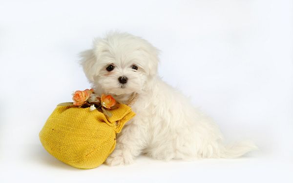 click to free download the wallpaper--Cute Puppy Photo, Lovely White Puppy Carrying a Yellow Bag, a Considering Cutie!
