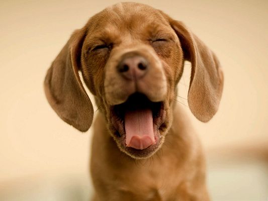 click to free download the wallpaper--Cute Puppy Picture, Sleepy Dog, Pink Stretched Tongue, Have a Sound Sleep