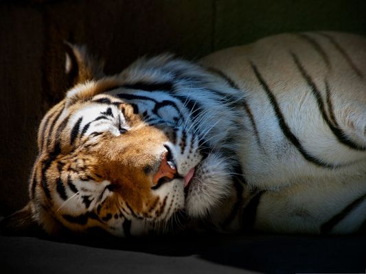 click to free download the wallpaper--Cute Sleeping Tiger, No Hunger and Coldness, Sound and Peaceful Sleep 