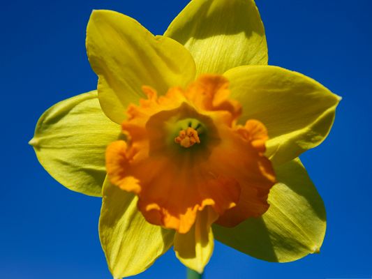click to free download the wallpaper--Daffodil Flowers Image, Yellow Flower on Blue Background, Incredible Look