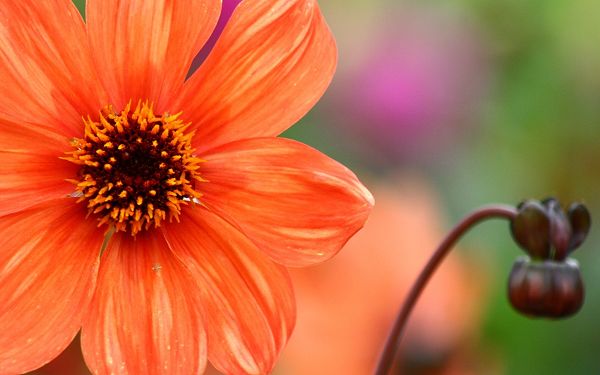 click to free download the wallpaper--Dahlia Flower Photo, Orange Flower on Green Background, Impressive Look