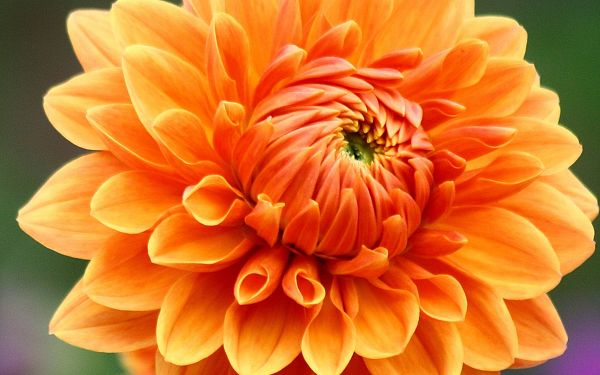 click to free download the wallpaper--Dahlia Images, Orange Dahlia, Hands Fully Stretched, Smiling Young Girl