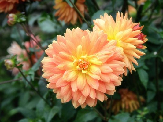 click to free download the wallpaper--Dahlias Flowers Image, Orange Flower and Green Leaves, Incredible Look