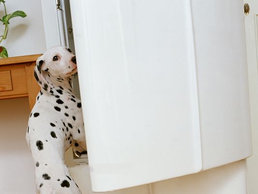 click to free download the wallpaper--Dalmatian Pet Dog Image, Taking Your Clothes From the Wardrobe?