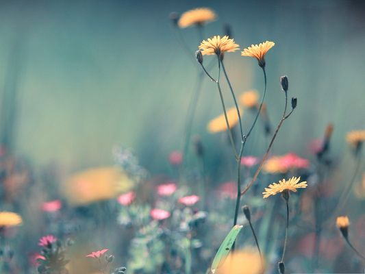 click to free download the wallpaper--Dandelion Flowers Image, Small Light Orange Flowers on Dark Background