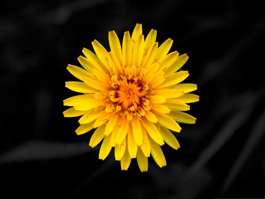 click to free download the wallpaper--Dandelion Flowers Picture, Yellow Blooming Flower, Petals Like Long Arms