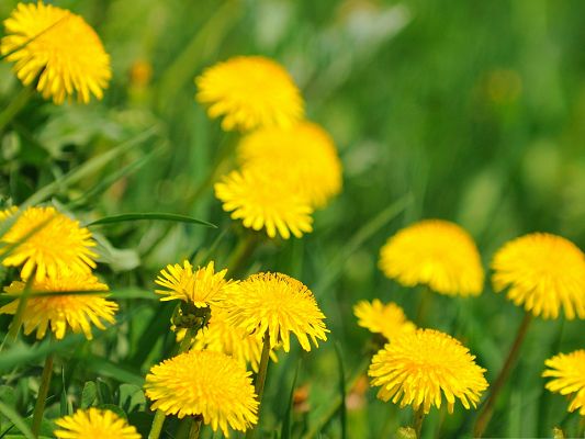 Dandelion Flowers Picture, Yellow Flowers in Bloom, Green Background