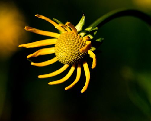 click to free download the wallpaper--Digital Flowers Photo, Yellow Flower Under Micro Focus, Dark Background