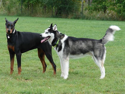 click to free download the wallpaper--Doberman Pinscher and Husky