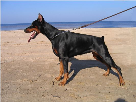 click to free download the wallpaper--Doberman in Rescue