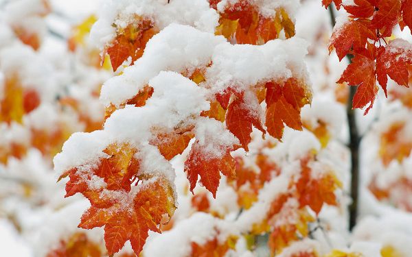 click to free download the wallpaper--Early Snowfall Post in Pixel of 1920x1200, Maples Under the Protection of Snow, is a Great Scene Overall - HD Natural Scenery Wallpaper