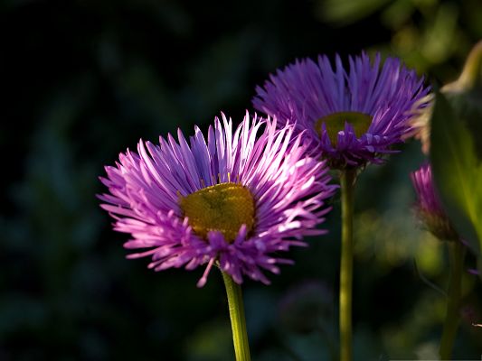 click to free download the wallpaper--England Flowers Picture, Purple Flower in Bloom, Black Background