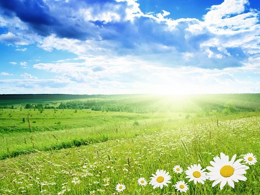 click to free download the wallpaper--Field of Flowers, Green Field and White Flowers, the Twisting Blue Sky