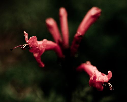 click to free download the wallpaper--Fine Art Landscape Photography, Long Red Flowers, Green Background  