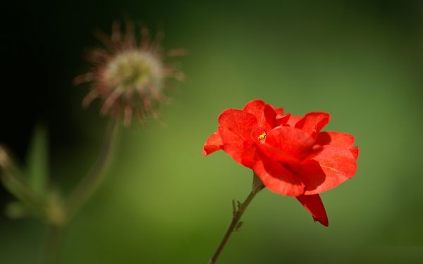 click to free download the wallpaper--Fine Art Landscape Photography, Red Flower on Green Background