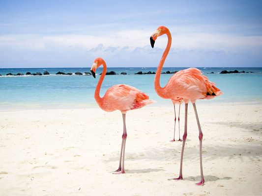 click to free download the wallpaper--Flamingo Birds Image, Three Red Birds in Long Legs, Like Sexy Lady