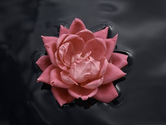 click to free download the wallpaper--Floating Flower Picture, Beautiful Pink Flower on the Sea