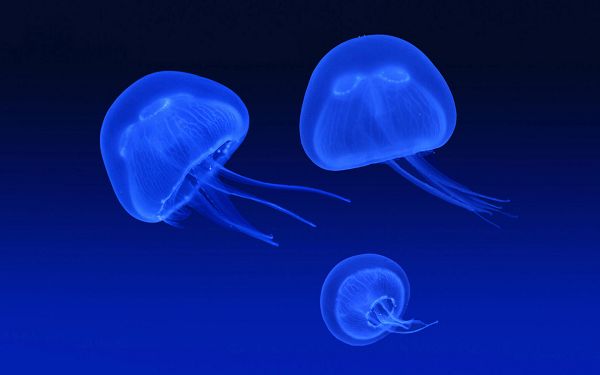 click to free download the wallpaper--Floating Jellyfish HD Post in Pixel of 1920x1200, All Animals in Flow, In Eyes, They Know Where They Are Going - TV & Movies Post