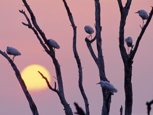 click to free download the wallpaper--Flock of Birds, Birds Sitting on Tree Branch, the Setting Sun