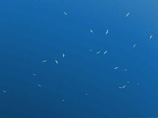 click to free download the wallpaper--Flock of Birds, a Group of White Flying Birds in the Blue Sky, Amazing Look