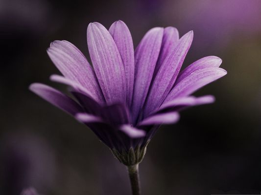click to free download the wallpaper--Floral Nature Landscape, Purple Flower in Bloom, Dark Purple Background