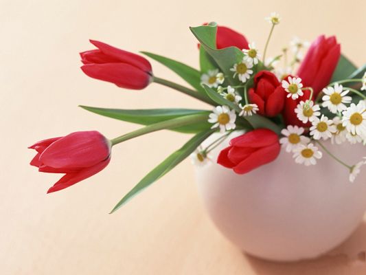 click to free download the wallpaper--Flower Art Image, Red and White Flowers in Bloom, Clean and Fresh Scene