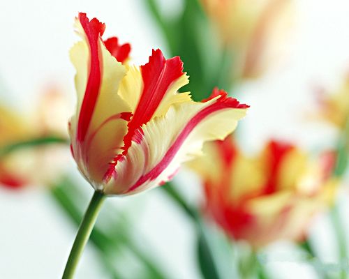 click to free download the wallpaper--Flower Art Photography, Blooming Red Flowers and Green Scene