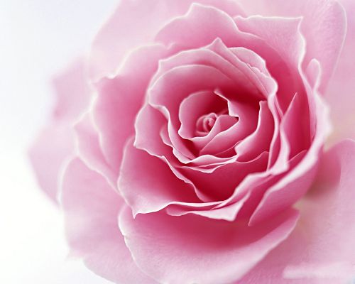 click to free download the wallpaper--Flower Art Photography, Pink Flower in Full Bloom, Like a Shy Young Girl