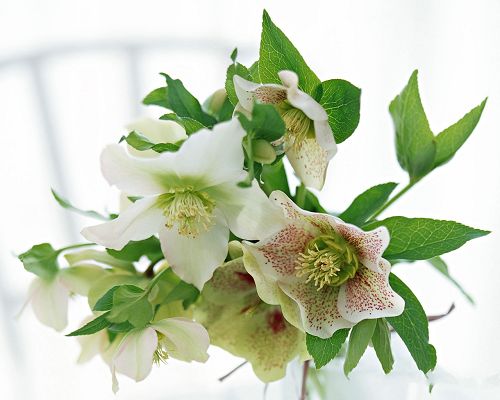 click to free download the wallpaper--Flower Art Photography, White Blooming Flowers and Green Leaves
