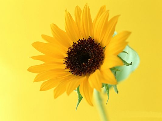 click to free download the wallpaper--Flower Art Photography, Yellow Flower Under Micro Focus, Amazing Look
