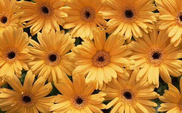 click to free download the wallpaper--Flower Art Photography, a Full Eye of Golden Flowers, Hand in Hand