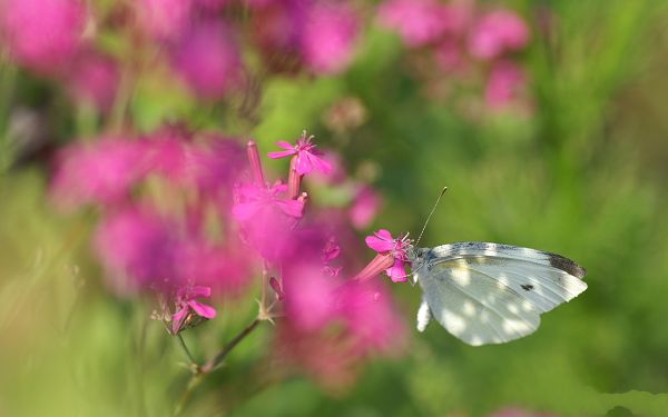 click to free download the wallpaper--Flower Phorography, Butterfly Around Pink Flower, Never Take the Leaving Step