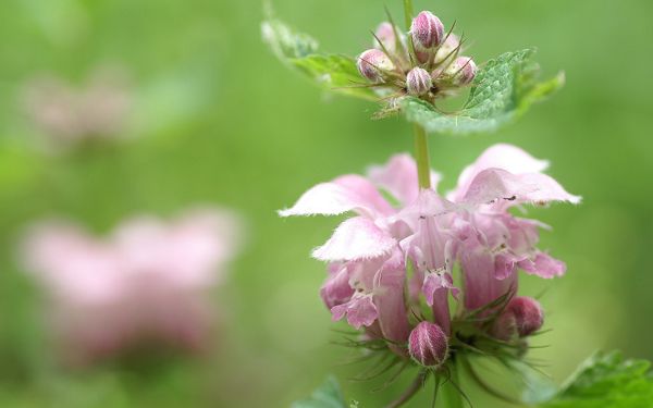 click to free download the wallpaper--Flower Phorography, Pink Flowers on Green Background, Amazing Scene