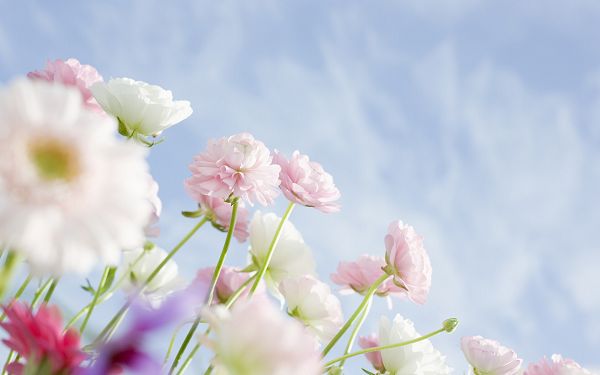click to free download the wallpaper--Flower Photo Images, White to Pink Flowers, Sweet and Romantic Scene