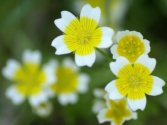 click to free download the wallpaper--Flower Photo, Yellow Round Flowers in Bloom, Green Background