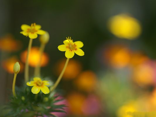 click to free download the wallpaper--Flower Photography, Little Yellow Flowers, Misty Background