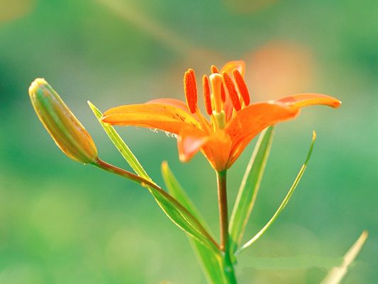 click to free download the wallpaper--Flower Photography, Orange Flowers on Green Background, Fresh Scene