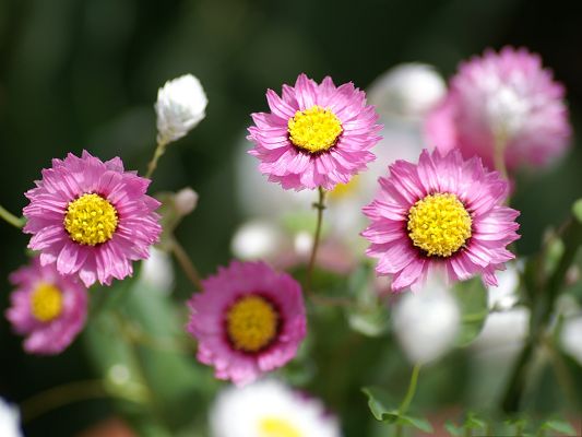 click to free download the wallpaper--Flower Photography, Pink Blooming Flowers, Smile Toward the Sun